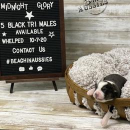 Australian Shepherd Puppies from Beachin' Aussies