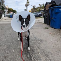 Basenji All Grown Up from Coachella Valley Basenjis