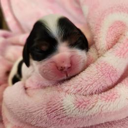 Girl 1 - Black white and tan Cocker Spaniel puppy in Northampton, Pennsylvania from ChristMos Cockers