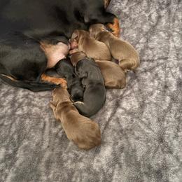 Boy 4 - Chocolate and tan male Dachshund puppy in Flint, Michigan from Matthews Dachshunds
