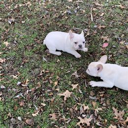 French Bulldog Puppies from Route 66 French Bulldogs