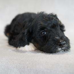 Aussiedoodle and Bernedoodle Puppies from VESBACH DOODLE VALLEY FARMS