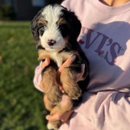 Flynn - Tri-color male Bernedoodle puppy in Sugarcreek, Ohio from Cuddly Companion Doodles