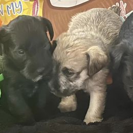 Miniature Schnauzers from S&D miniature schnauzers in OKC