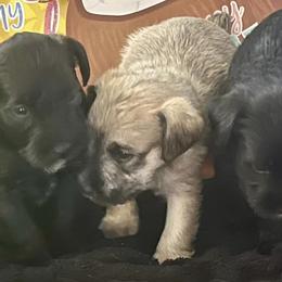 Miniature Schnauzers from S&D miniature schnauzers in OKC