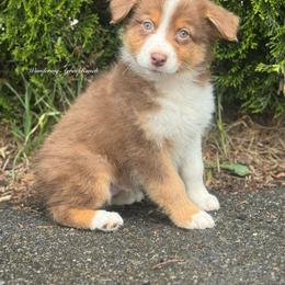 Hershey- rtm7 - Red tri-color male Australian Shepherd puppy in Chehalis, Washington from Wandering Acres Ranch
