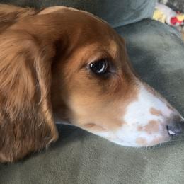 Margalot - Dachshund