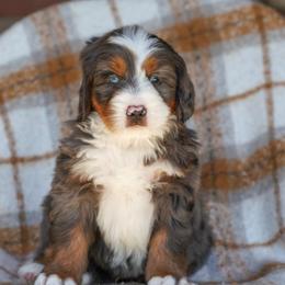 Deere - Merle male Bernedoodle puppy in Dundee, Ohio from Down Home Doodle