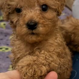 Biscuit - Apricot male Goldendoodle puppy in Centralia, Missouri from Oodles Of Doodles Mo.