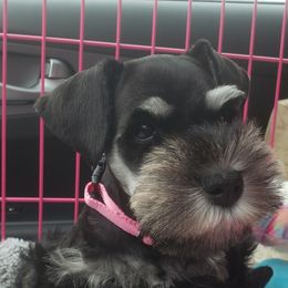 Daisy  - Miniature Schnauzer