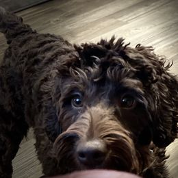 Duchess - Australian Labradoodle