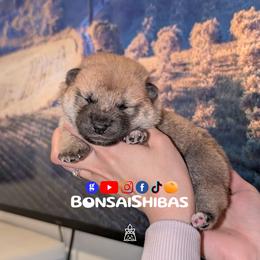 HARU - Red male Shiba Inu puppy in Minnesota from BonsaiShibas