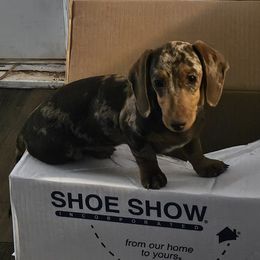 Luna - Dachshund