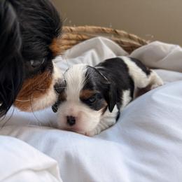 Blossom - Tri-color female Cavalier King Charles Spaniel puppy in Katy, Texas from True Heart Cavaliers llc