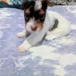 Snickers - Parti male Yorkshire Terrier puppy in Odenville, Alabama from Yorkie Prints