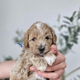 Blue Boy - Cream Goldendoodle puppy in Saratoga Springs, Utah from Serene Canyon Doodles