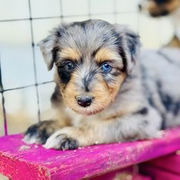 Asteria - Blue merle female Aussiedoodle puppy in Hempstead, Texas from Young Gun Aussies