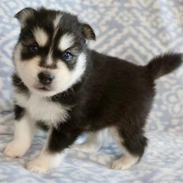 Blue Collar - Black and white male Pomsky puppy in St. Peters, Missouri from Saint Peters Pomskies