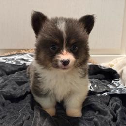 Full fluffy Vera - Blue female Pembroke Welsh Corgi puppy in Decatur, Texas from Bar S Corgis