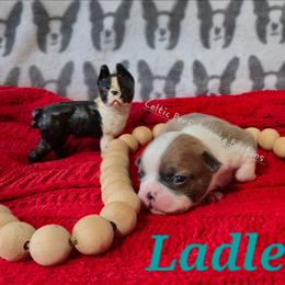 Girl 4 - Blue female Boston Terrier puppy in Griffin, Georgia from Celtic Kennel Bostons