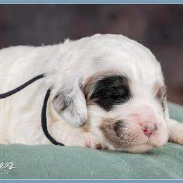 Sarafina - Merle female Cockapoo puppy in Connersville, Indiana from Deaz Doodle Ranch