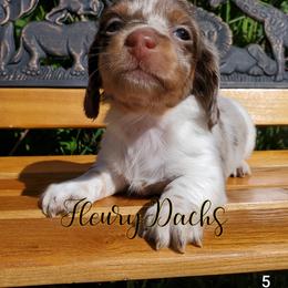 Dachshund Puppies from FleuryDachs