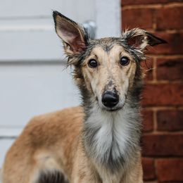 Silken Windhounds from Harmeni Silken Windhounds