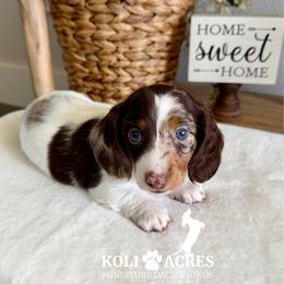 Noble - AKC - Silky - Chocolate and tan male Dachshund puppy in Kemp, Texas from Koli Acres