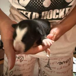 Black and white female 3 - Black and white female Border Collie puppy in Jackson, New Jersey from NJ Bees BC