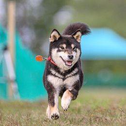 Shiba Inu puppies from Mirage Siberians