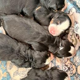 Boy 2 - Black rust and white male Bernese Mountain Dog puppy in Altura, Minnesota from Bluffside Berners