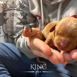 Dachshund Puppies from 208 Dox Dynasty