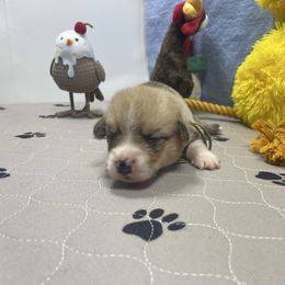 Jordan - Sable male Pembroke Welsh Corgi puppy in Apison, Tennessee from Ashmore Corgis