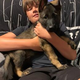 Sophia - Sable female German Shepherd puppy in Effingham County, Illinois from Delaney Working Dogs
