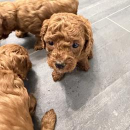 Pink girl - Red  female Goldendoodle puppy in Nampa, Idaho from Mar Doodles LLC