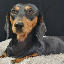 Phoenix - Dachshund