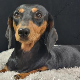 Phoenix - Dachshund