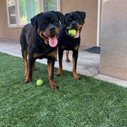 Rottweiler Puppies from HAUS OF RZA