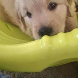 Sammy - Light golden male Golden Retriever puppy in Glenside, Pennsylvania from Life is Golden