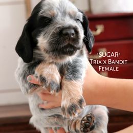 English Cocker Spaniel Puppies from HighBrassGunDogs