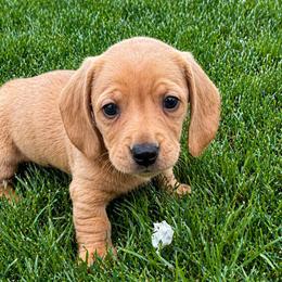 Cassius - Cream male Dachshund puppy in Salem, Oregon from Longdox Mini Dachshunds