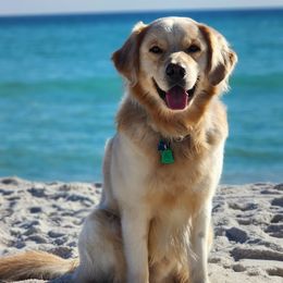 Golden Retrievers from Golden's of Hickory Hammock