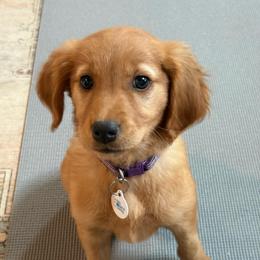 Claire - Dark golden female Golden Retriever puppy in Marshfield, Missouri from Hilltop Kennel LLC