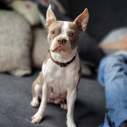 Penny - Boston Terrier