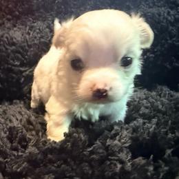 Dave - Silver male Chihuahua puppy in Seneca, Missouri from Stephanie’s Puppy Colony