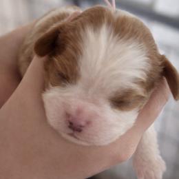 Poppy - Blenheim female Cavalier King Charles Spaniel puppy in Greensboro, North Carolina from Hyde Park Cavaliers