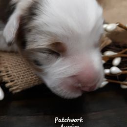 Australian Shepherd Puppies from Patchwork Kennels