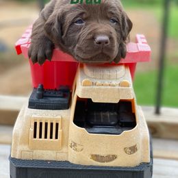 Labradoodle and Labrador Retriever Puppies from Castlegate Labs & Doodles