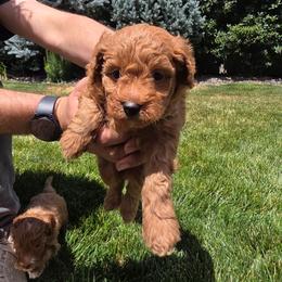 Cocoa - Red  male Goldendoodle puppy in Layton, Utah from Lauralyn's Goldendoodles