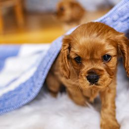 Cavalier King Charles Spaniel Puppies from Carolina Cavaliers